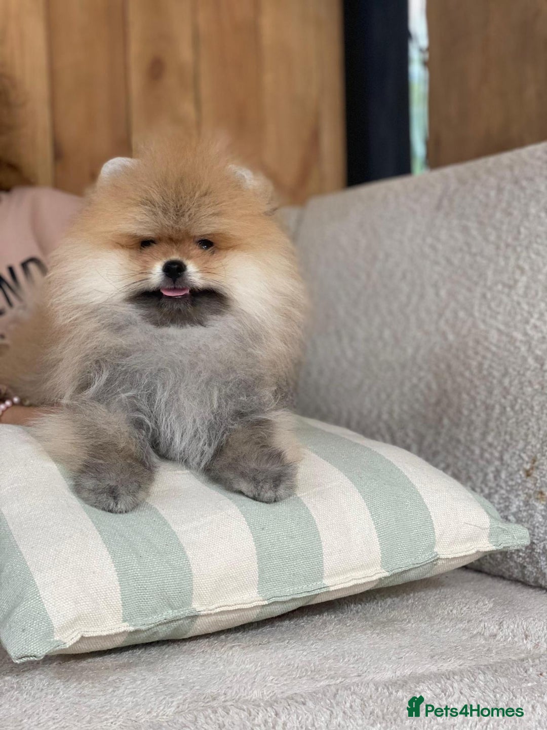 Pomeranian dogs for sale: An irresistibly fluffy Pomeranian pup - Image 1