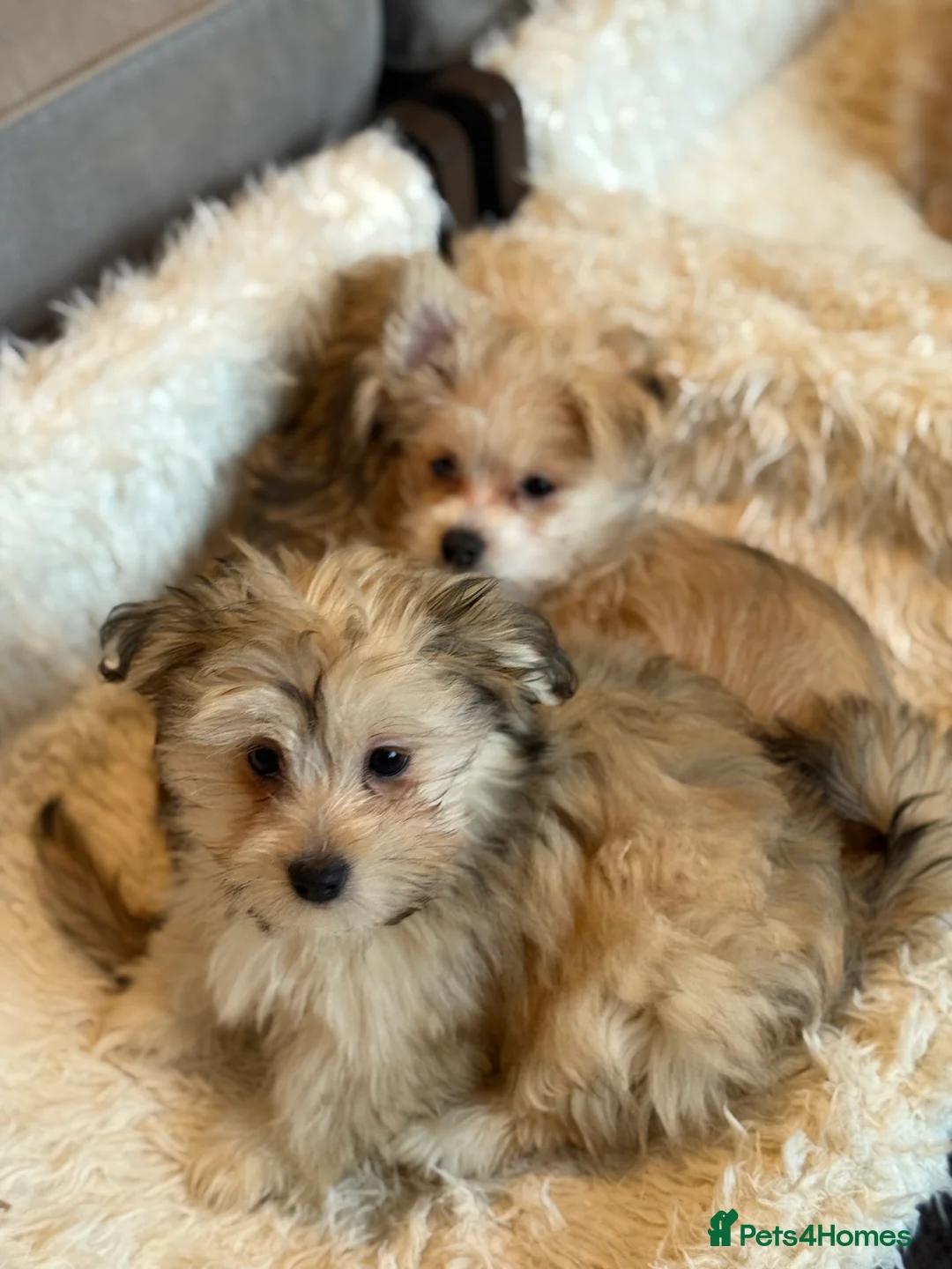 Mixed Breed dogs for sale: Ready to go! Unique mix - Maltese x JackChi Pups - Advert 6