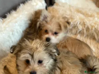 Mixed Breed dogs Ready to go! Unique mix - Maltese x JackChi Pups - Advert 12