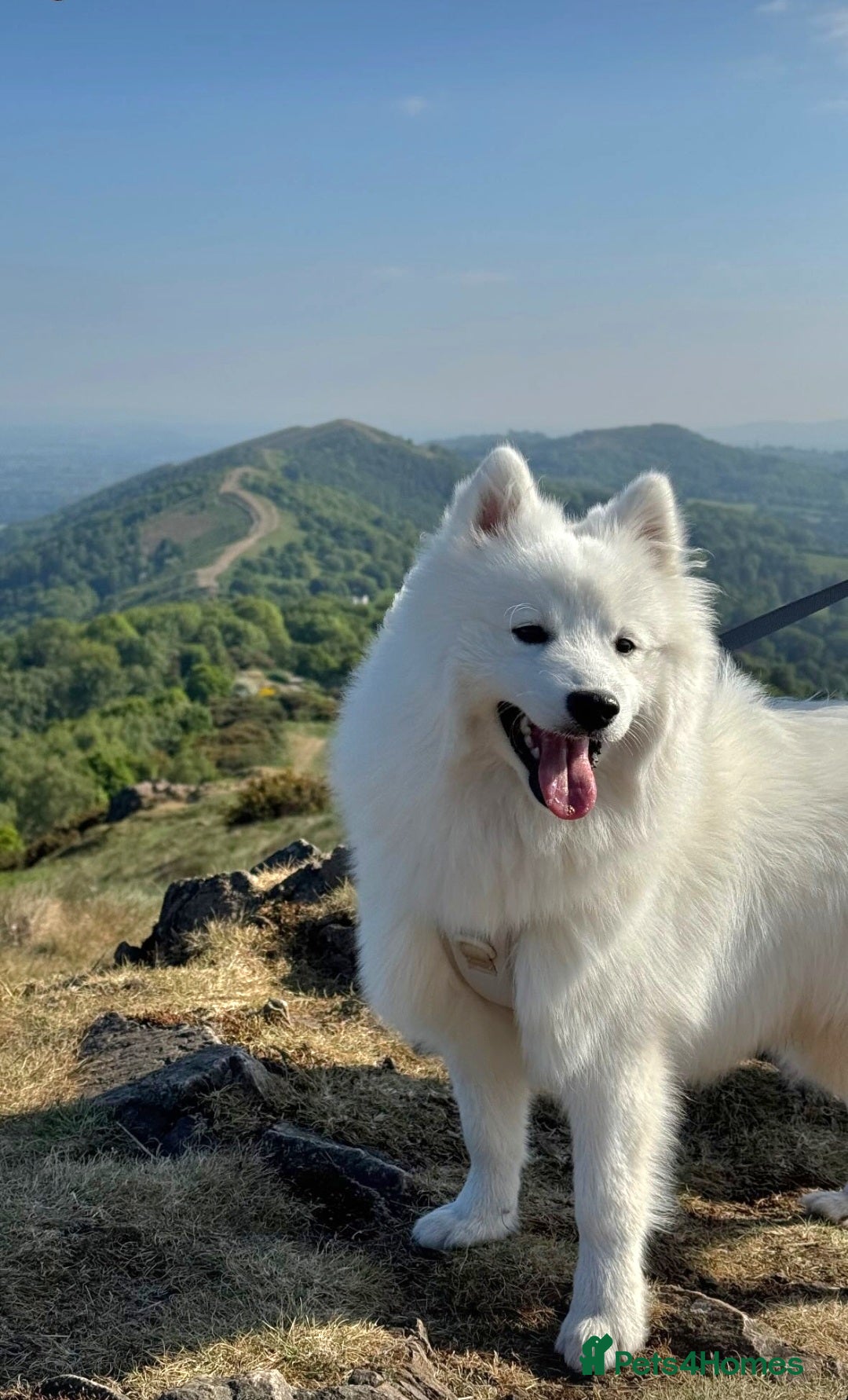 Japanese Spitz dogs for stud: Healthy Japanese Spitz KC Registered Male for Stud - Advert 2