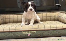 Cocker Spaniel dogs for sale: Gorgeous Cocker Spaniel Girls  - Image 3