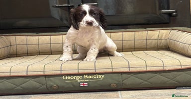 Cocker Spaniel dogs - Advert 4