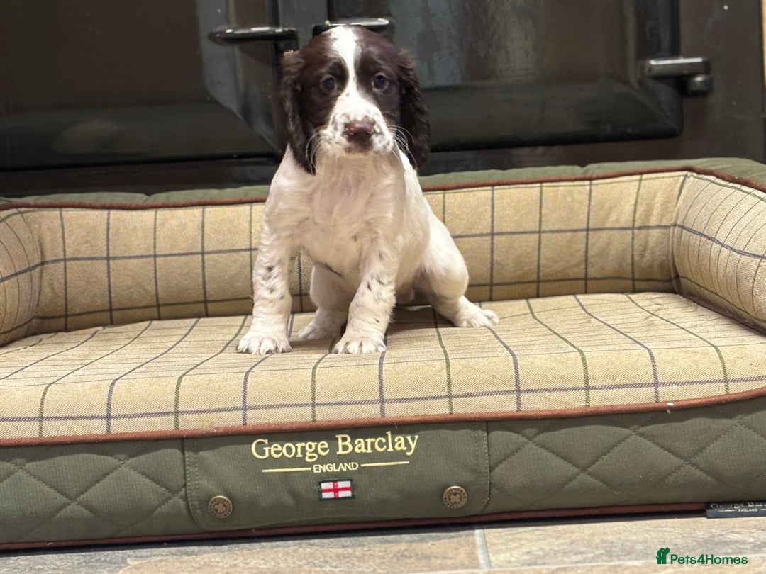 Cocker Spaniel dogs for sale: Gorgeous Cocker Spaniel Girls  - Image 3