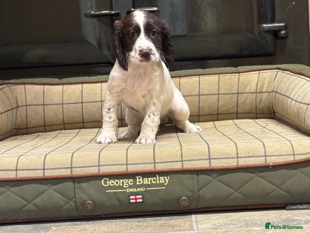 Cocker Spaniel dogs - Advert 4