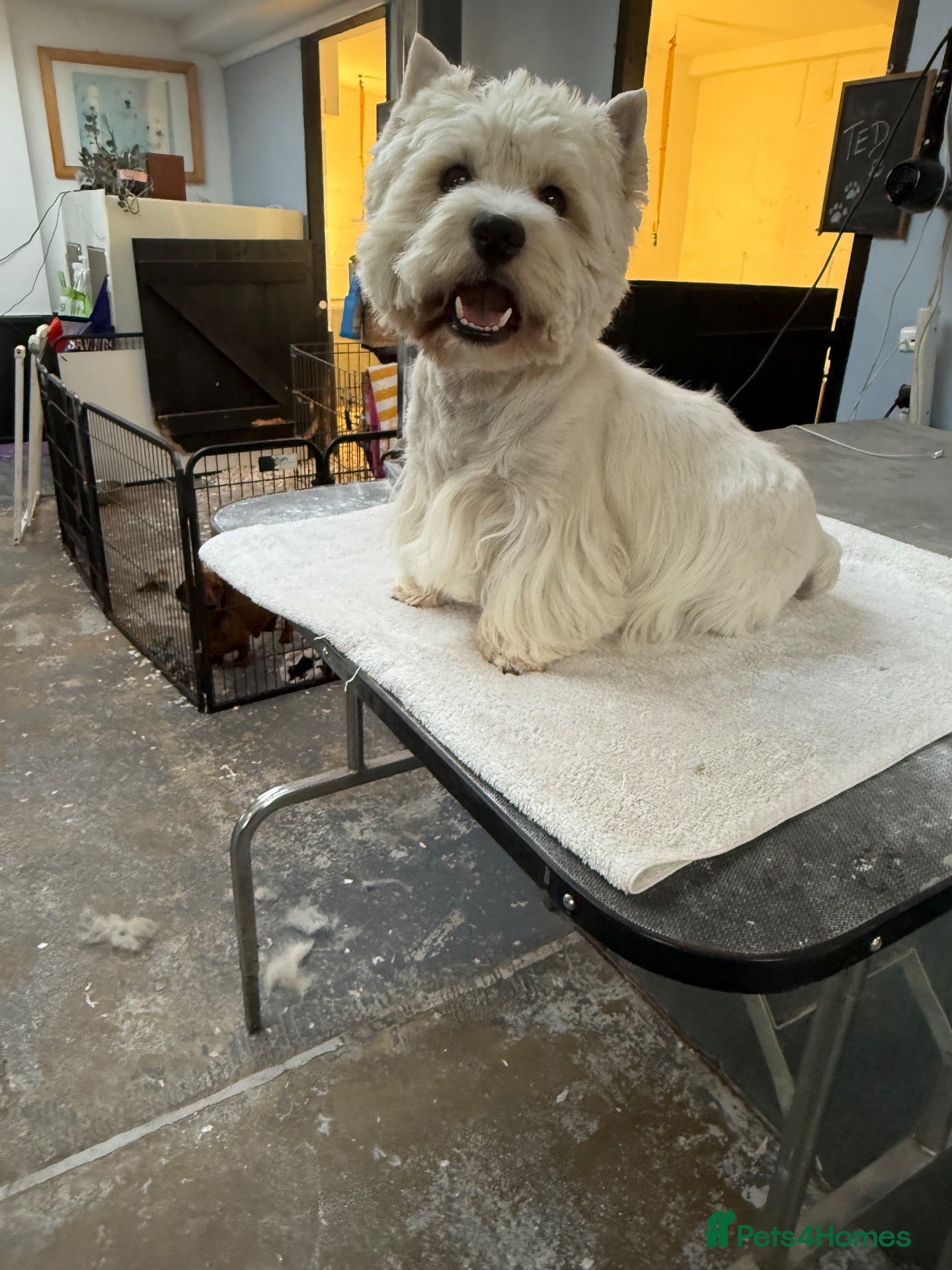 West Highland Terrier dogs For Stud - Ted - West Highland White Terrier  - Advert 2
