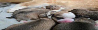 Welsh Corgi Pembroke Puppy 6