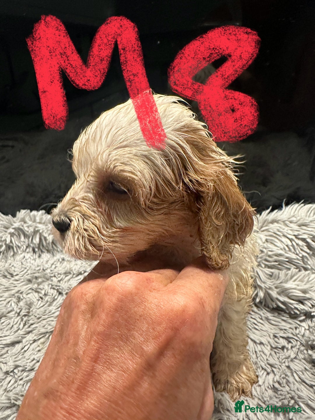 Mixed Breed dogs for sale: Cocker Spaniel x Cavapoo puppies available  - Image 11