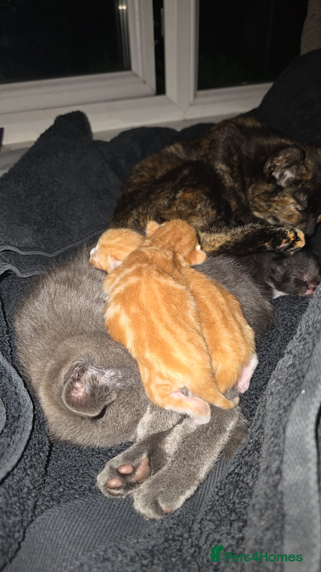 Mixed Breed cats for sale: Kittens for Sale - Image 9