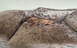 Miniature Dachshund dogs for sale: Miniature Dachshund puppies - Image 4