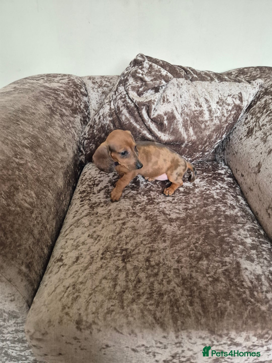 Miniature Dachshund dogs for sale: Miniature Dachshund puppies - Image 4