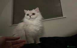 British Longhair cats for sale: Pet for rehome - Image 4