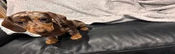 Miniature Dachshund dogs for sale:  5 Miniature Dachshund Puppies ready  in Bradford - Advert 8