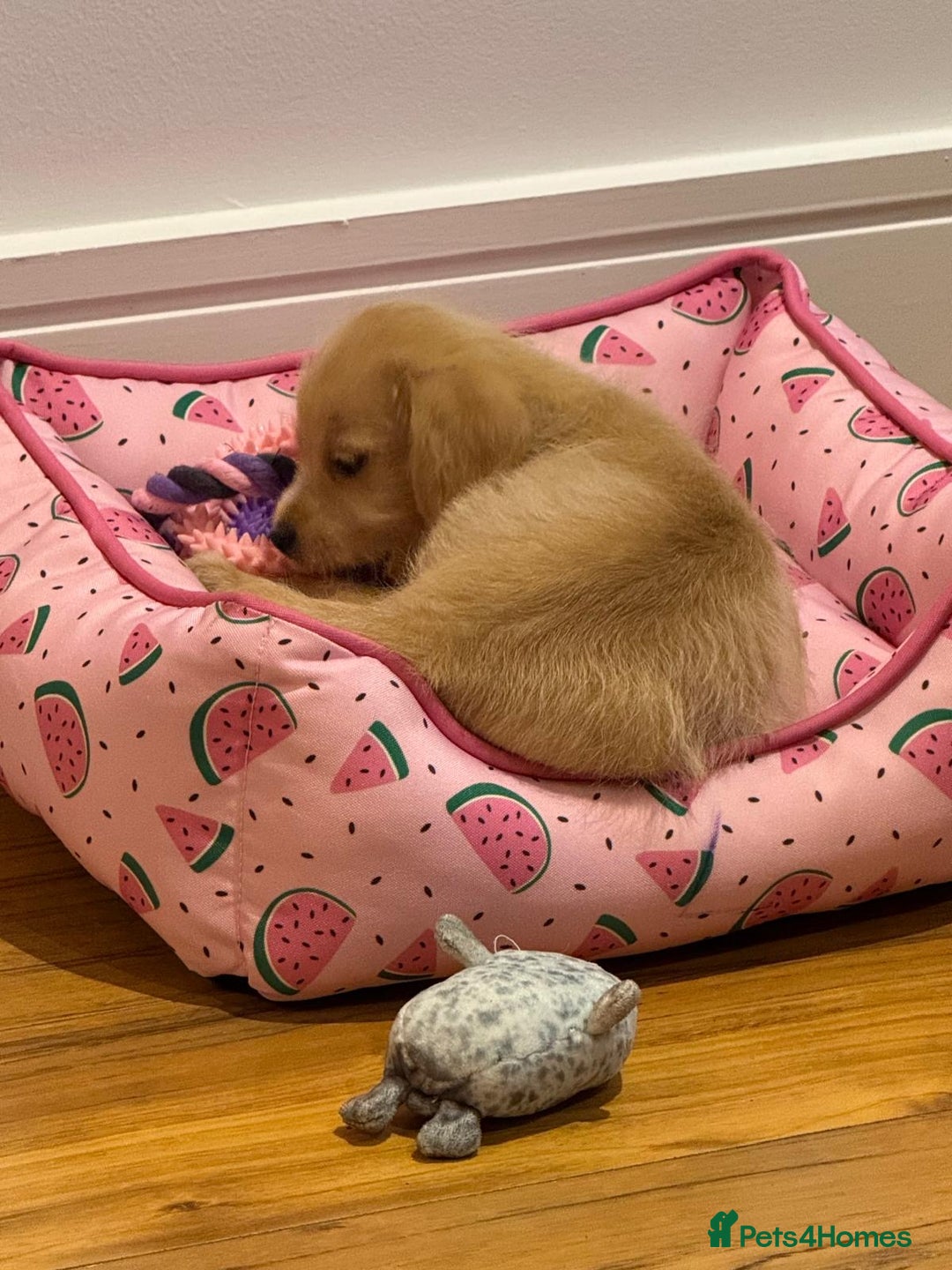 Mixed Breed dogs for sale: Celine (chipoo) - Image 2