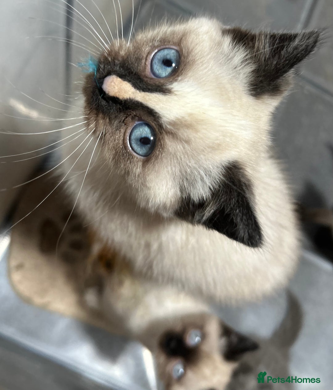 British Shorthair cats for sale: TICA Active BSH Colourpoint Kittens - Advert 8