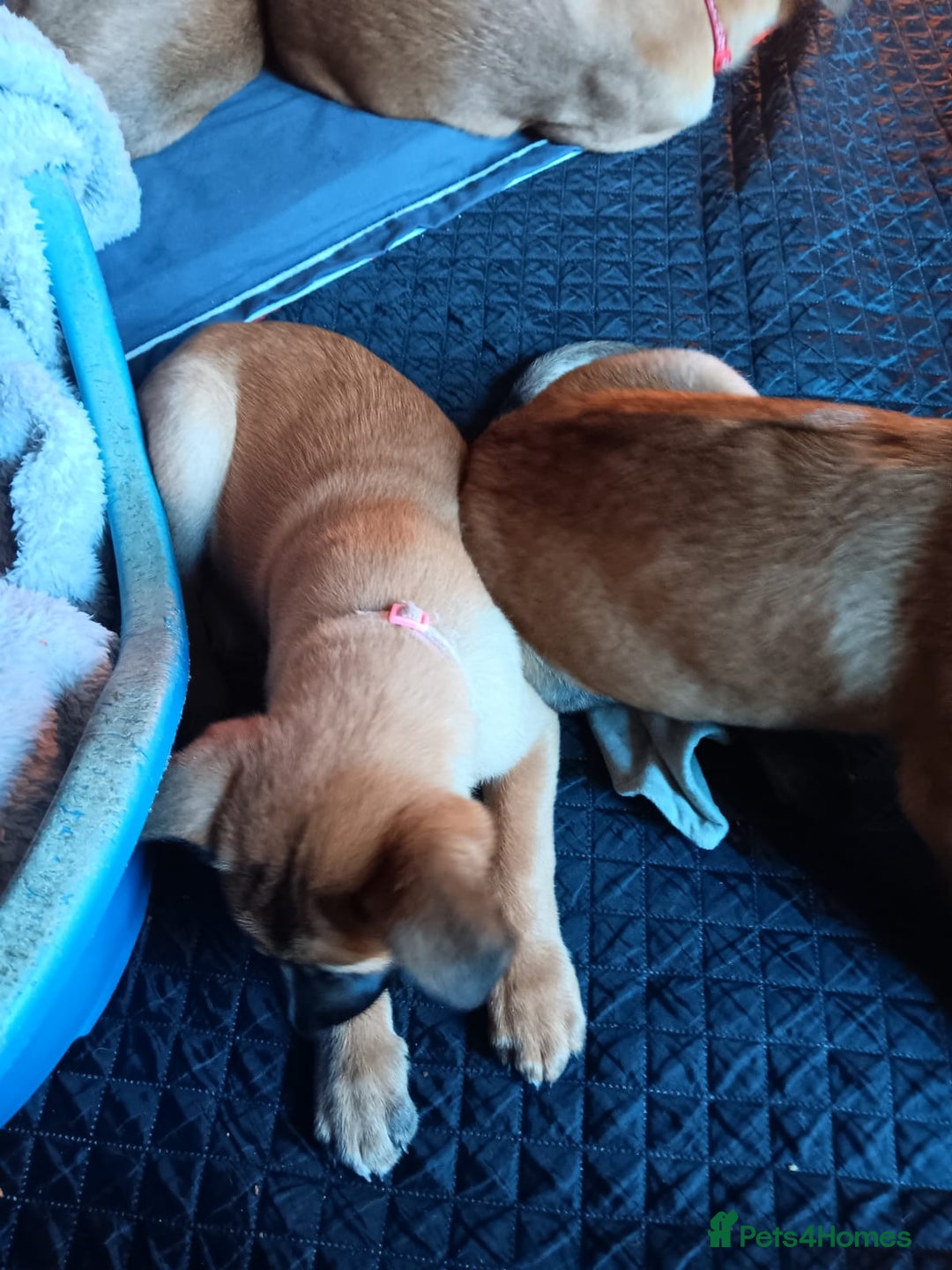 Belgian Shepherd Dog dogs for sale: Belgian Shepherd - Malinois  - Advert 19