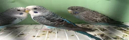 Budgerigars birds for sale: Black Wings budgies, possible split to bw/bf - Advert 13