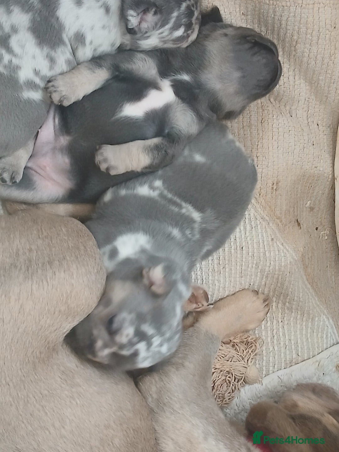 French Bulldog dogs for sale: French Bulldog Merles carrying fluffy ready to go. - Advert 9