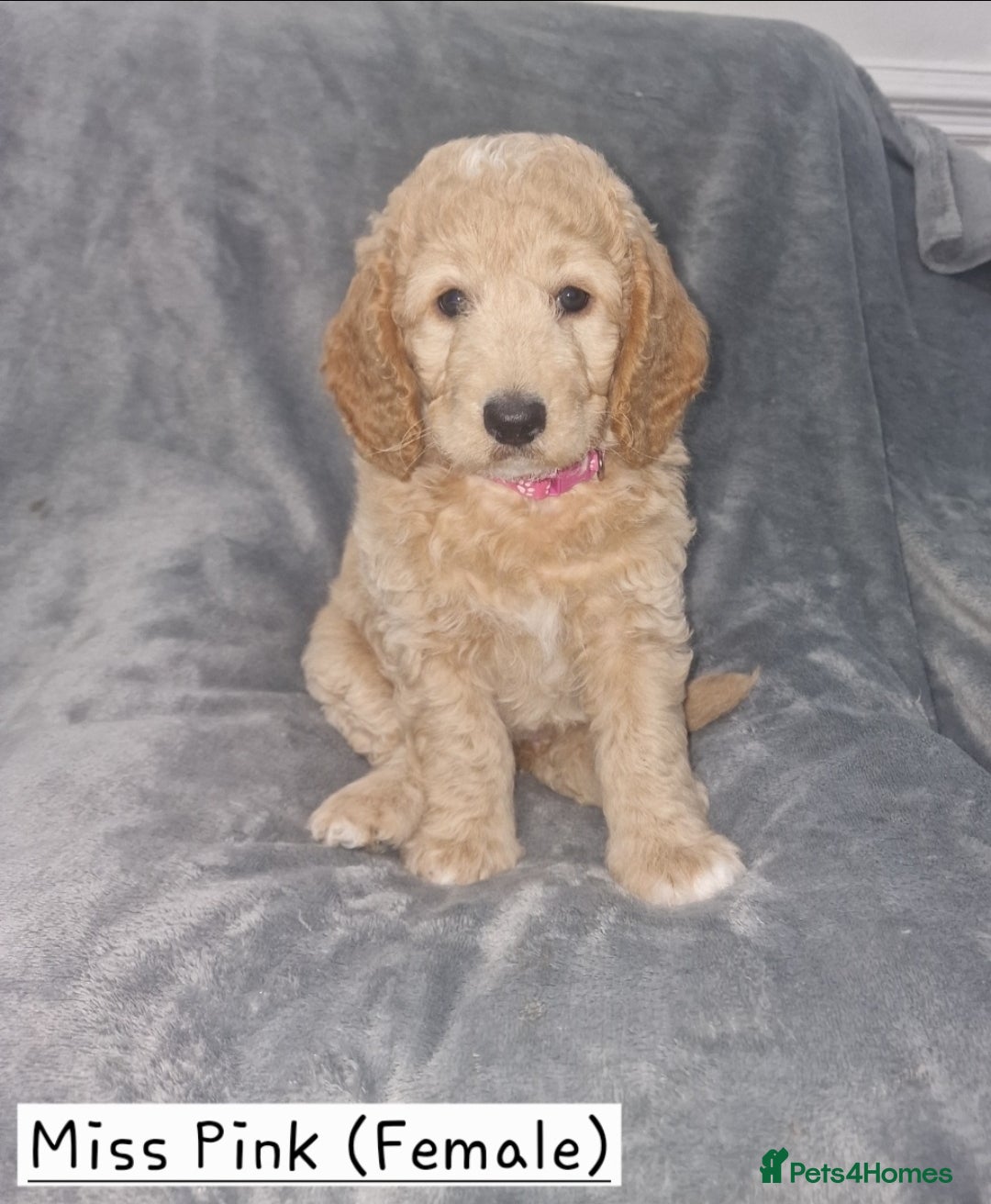 Cockapoo dogs Beautiful F1b Cockapoo Puppies For Sale 🐾 - Advert 2
