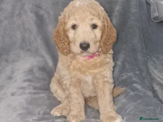 Cockapoo dogs Beautiful F1b Cockapoo Puppies For Sale 🐾 - Advert 2