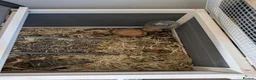 Tortoise reptiles for sale: Herman dwarf  in Banbury - Advert 7