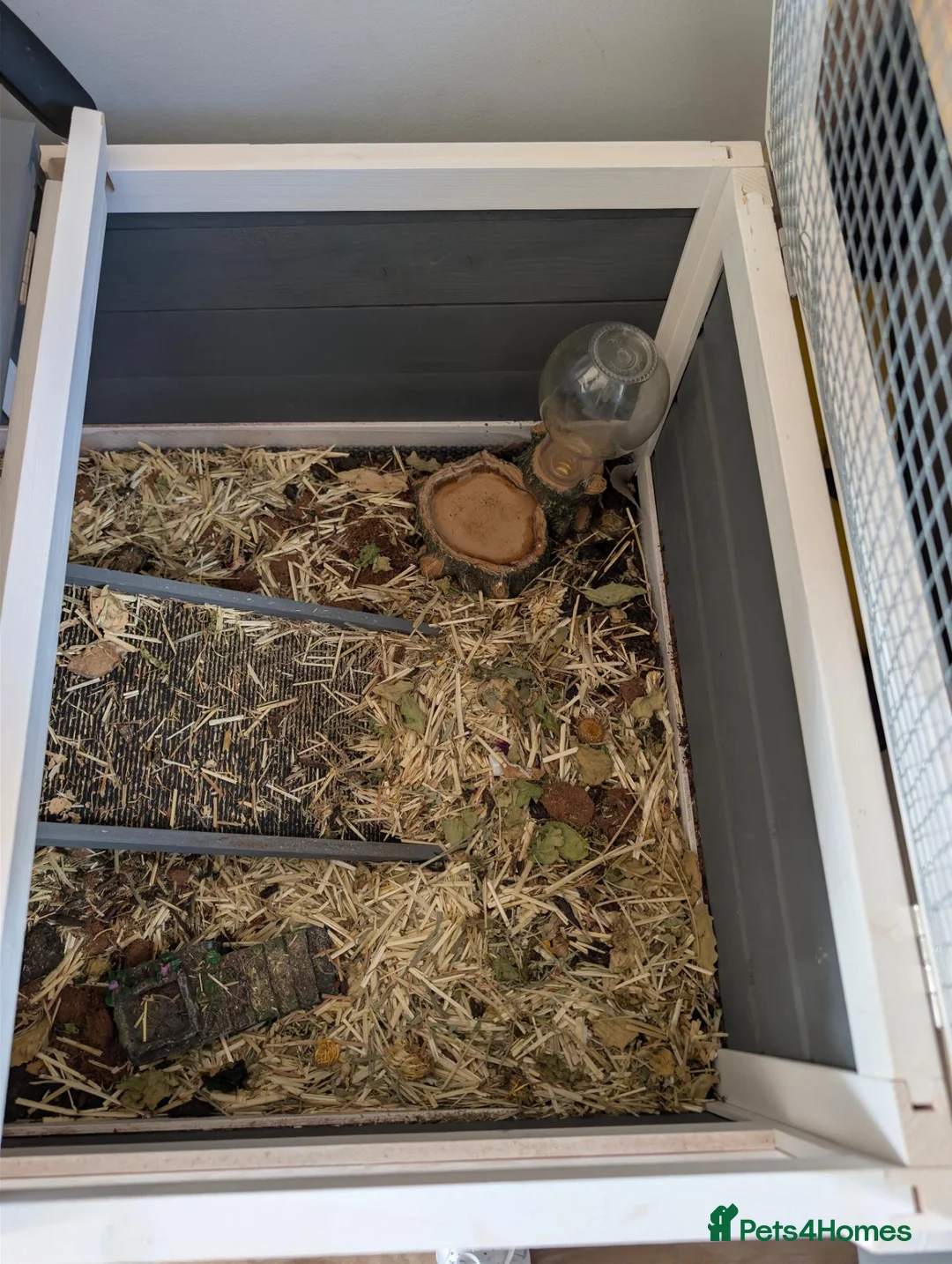 Tortoise reptiles for sale: Herman dwarf  in Banbury - Advert 7