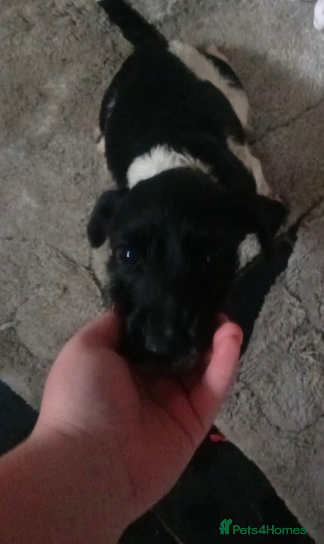 Patterjack dogs for sale: Miss  - Advert 1