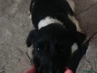 Patterjack dogs Miss - Advert 6