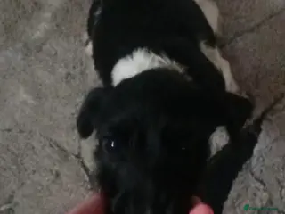 Patterjack dogs Miss - Advert 13