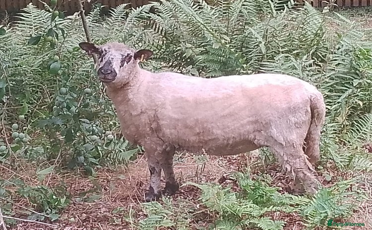 Sheep livestock - Advert 2