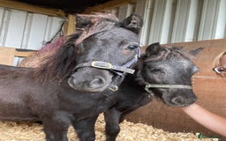 Shetland pony horses for sale: Rising 3 year old Stallion Miniature Shetland  - Image 5
