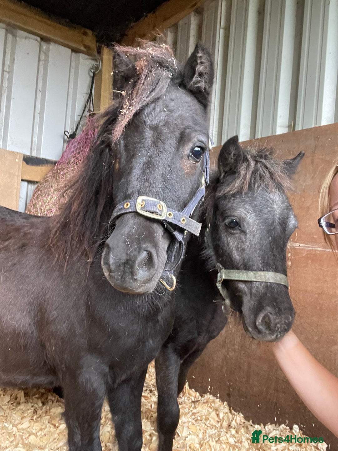 Shetland pony horses for sale: Rising 3 year old Stallion Miniature Shetland  - Image 5