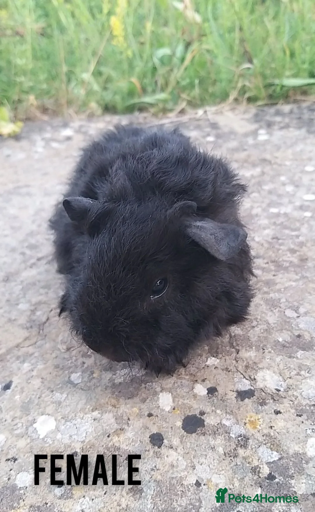 Guinea Pig rodents for sale: Baby female guineapigs   - Advert 1