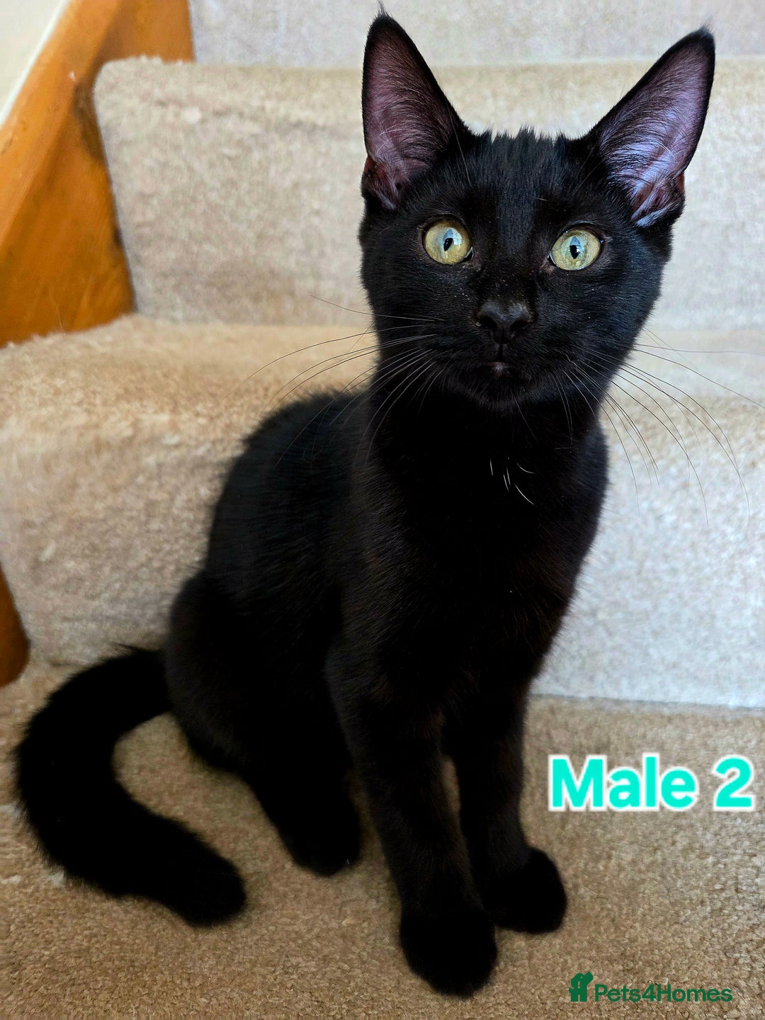 Mixed Breed cats for sale: 4 Maine Coon X Kittens Ready To Leave!!! - Image 13