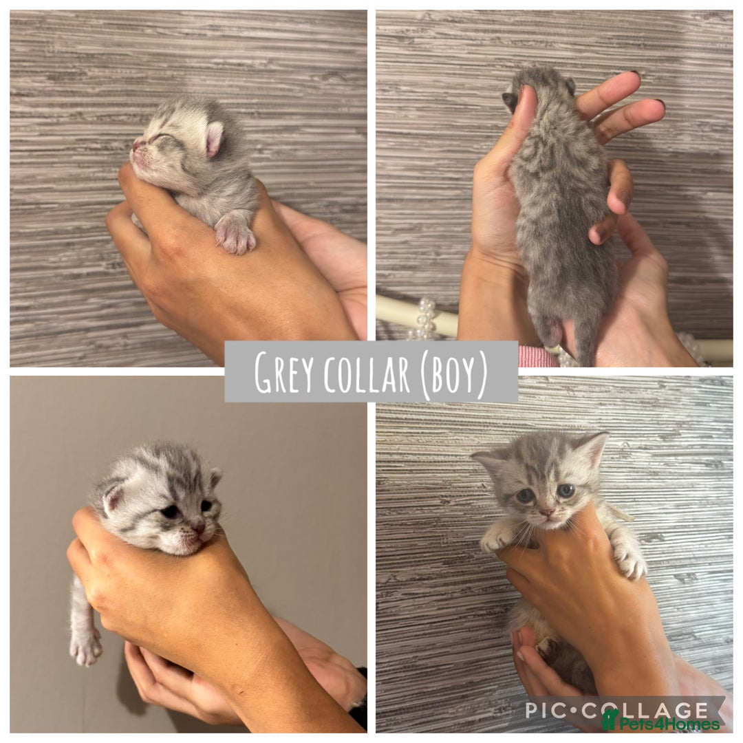 British Shorthair cats for sale: 🐾 Beautiful British Shorthair Kittens 🐾 - Advert 10