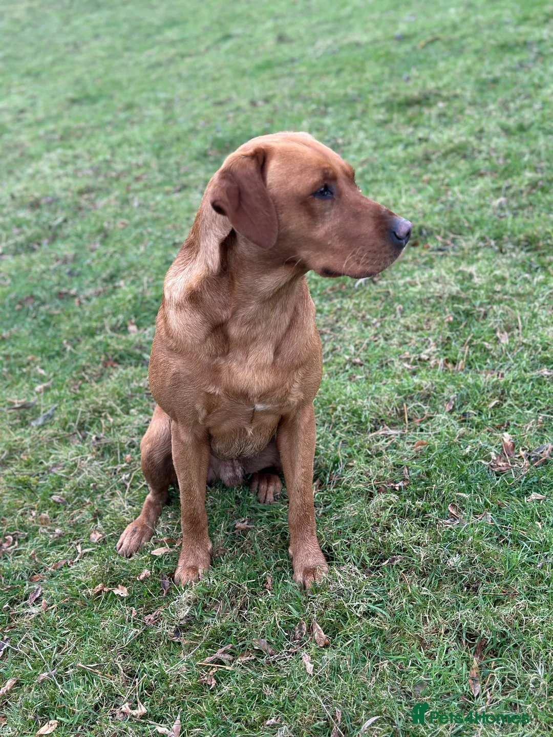 Labrador Retriever dogs for stud: Stunning fox red Labrador dog for stud in Tewkesbury - Advert 2
