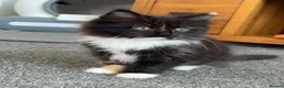 Mixed Breed cats for sale: Kittens for good homes - Advert 29