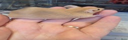 Mouse rodents for sale: Mice, males and females  - Advert 20