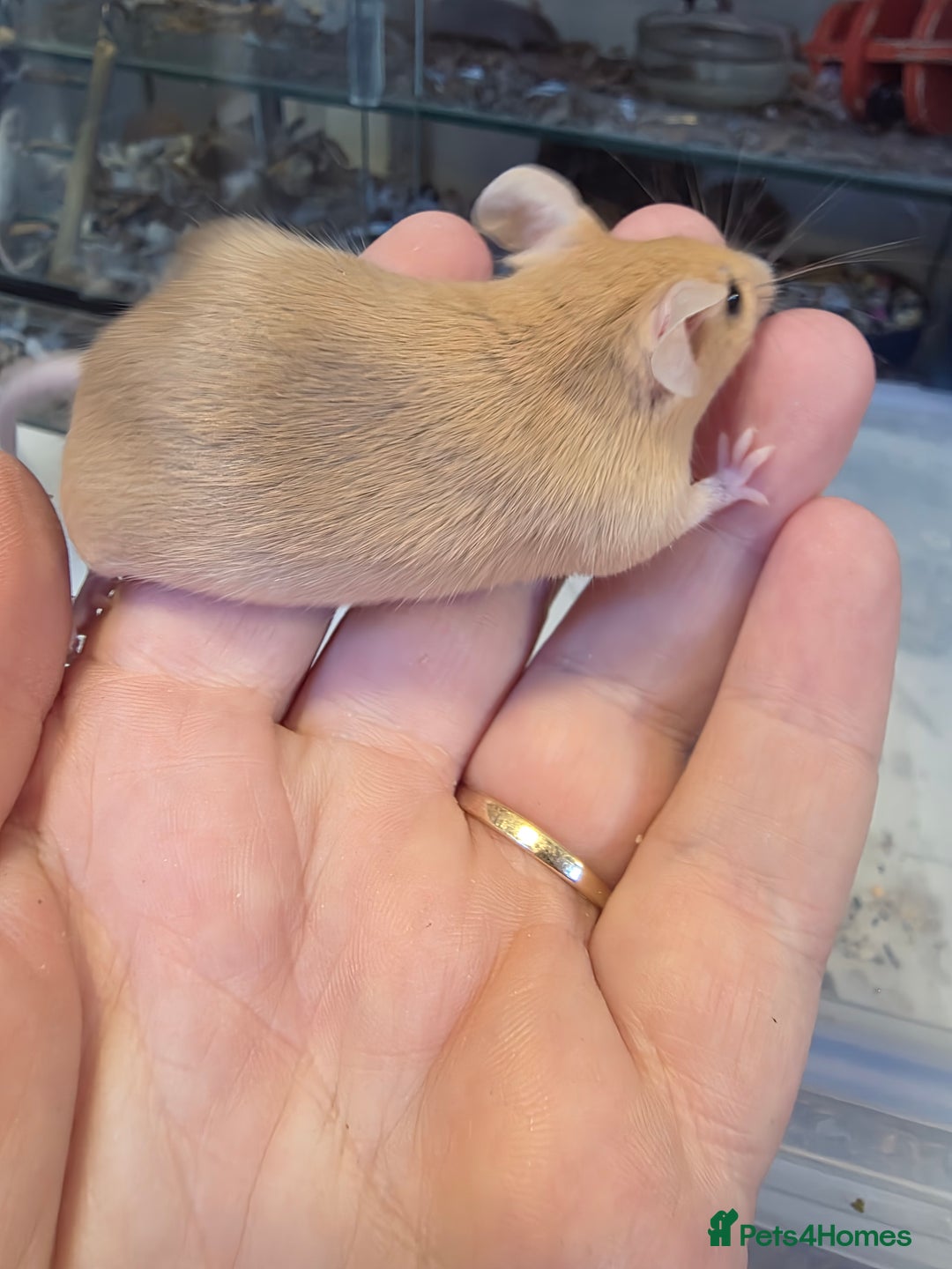 Mouse rodents for sale: Mice, males and females  - Advert 20