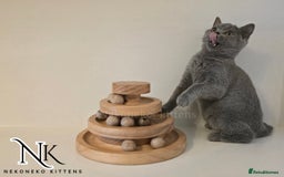 British Shorthair cats for sale: GORGEOUS GCCF REG TEDDYS 🐻🧸 READY TO LEAVE ❗️❗️ - Image 20
