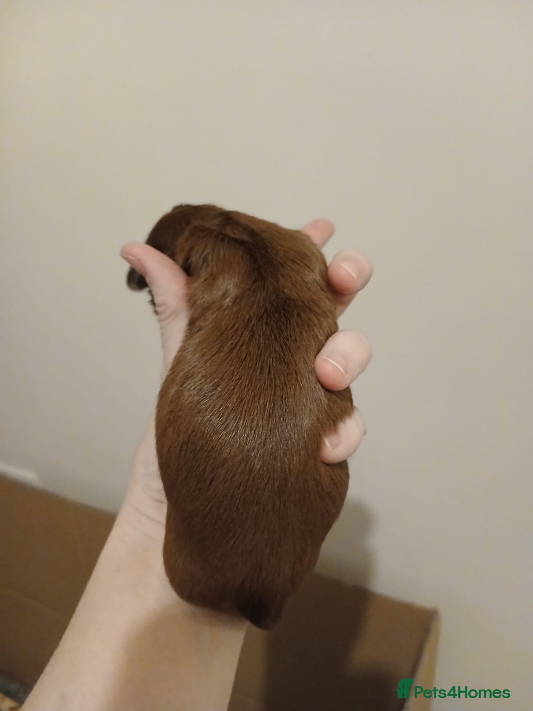 Shih Tzu dogs for sale: 🍫CHOCOLATE KC REG IMPERIALS BEST LINES🍫 - Advert 18