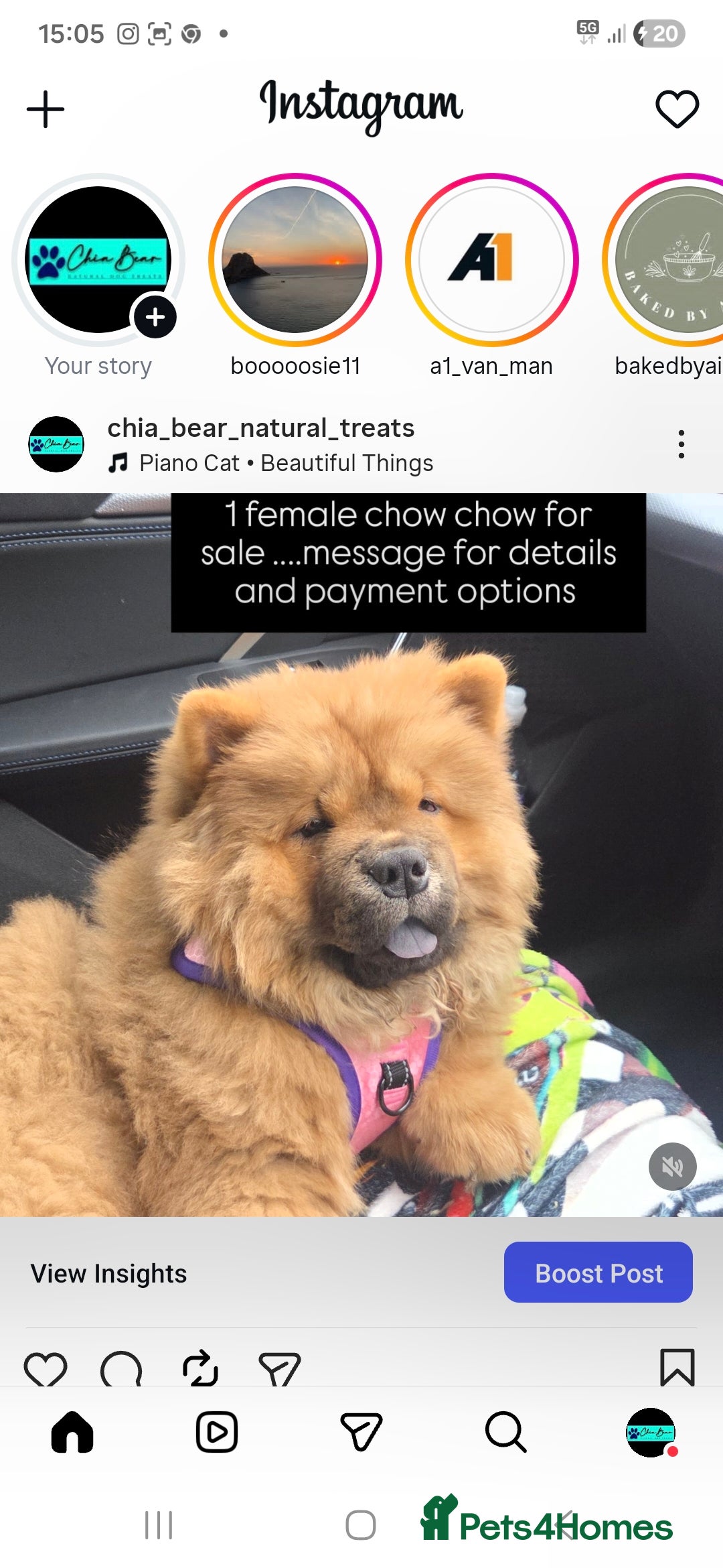 Chow Chow dogs READY NOW !!! KC REGISTERED CHOW CHOW GIRL - Advert 1