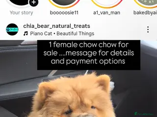 Chow Chow dogs READY NOW !!! KC REGISTERED CHOW CHOW GIRL - Advert 1
