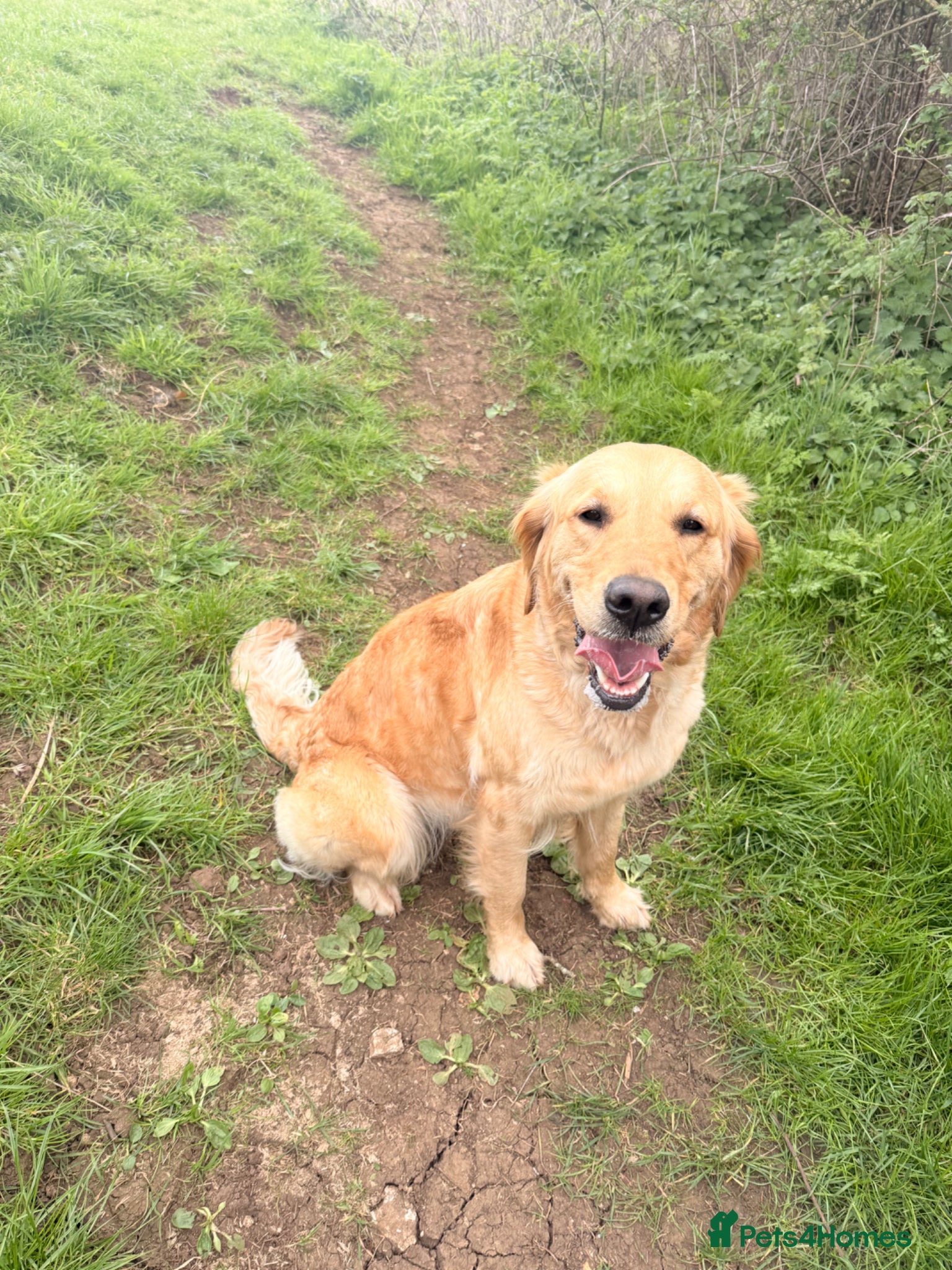Golden Retriever dogs for sale: Beautiful Golden Retriever Puppys - Advert 4