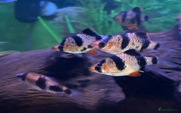 Other/Mixed Breed fish for sale: Tropical fish  - Image 5