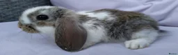 Mini Lop rabbits for sale: Cute French x Mini Lop Looking for Loving Homes! - Advert 10
