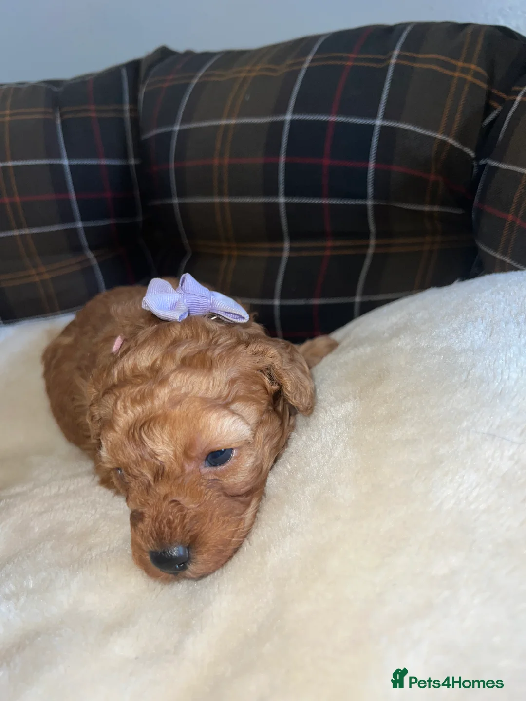 Poodle dogs for sale: 🐶🐶🐶TOY POODLES for sale🐶🐶🐶 - Advert 25