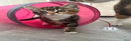 Mixed Breed cats for sale: Mixed kittens - Advert 3
