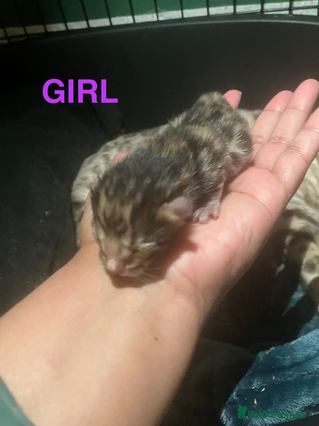 Bengal cats for sale: Pedigree Bengal Kittens  **  - Advert 15