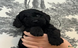 Cockapoo dogs for sale: F1 Cockapoo Puppies - Image 8