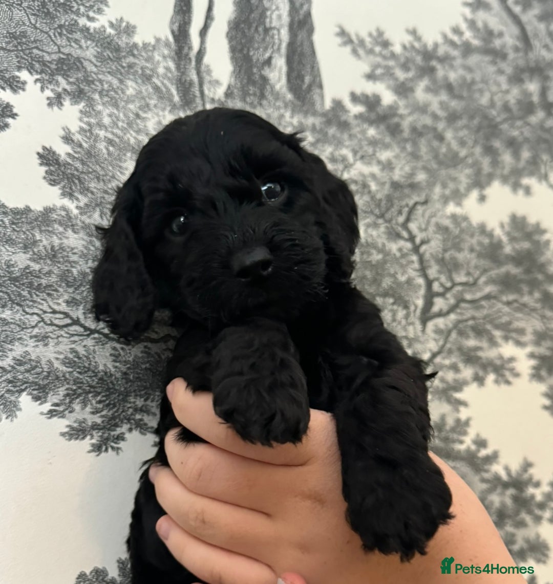 Cockapoo dogs for sale: F1 Cockapoo Puppies - Image 8